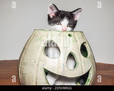 Le chaton noir et blanc tire sa tête hors d'un lanterne à jack vert Banque D'Images