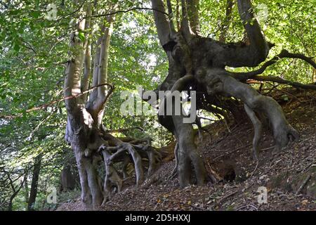 Des hêtres incroyables qui poussent à flanc de colline en grès, Greensand Ridge, Sevenoaks. Les arbres bizarres semblent vivants, comme le Seigneur des anneaux Banque D'Images