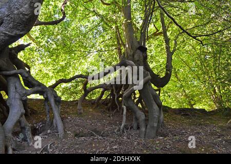 Des hêtres incroyables qui poussent à flanc de colline en grès, Greensand Ridge, Sevenoaks. Les arbres bizarres semblent vivants, comme le Seigneur des anneaux Banque D'Images