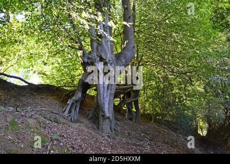 Des hêtres incroyables qui poussent à flanc de colline en grès, Greensand Ridge, Sevenoaks. Les arbres bizarres semblent vivants, comme le Seigneur des anneaux Banque D'Images