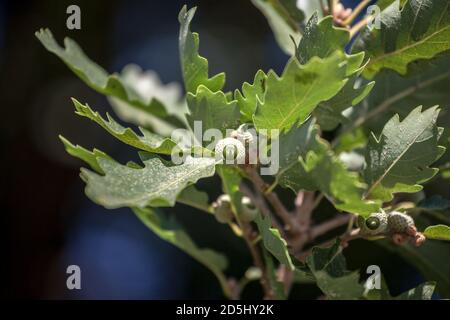 Gros plan sur une branche de quercus robus avec un accent sur une feuille de chêne et son fruit vert d'corne. Quercus robus est un arbre européen, également appelé par le nom comm Banque D'Images