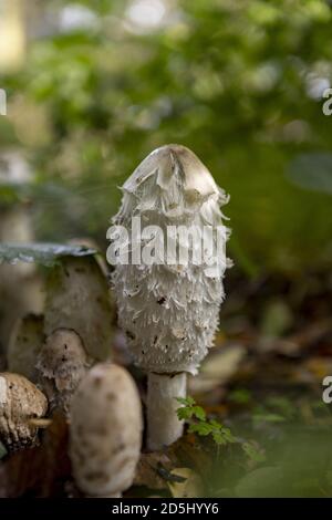 Champignon de l'encre sauvage en forme de cloche de chapeau de cône Banque D'Images