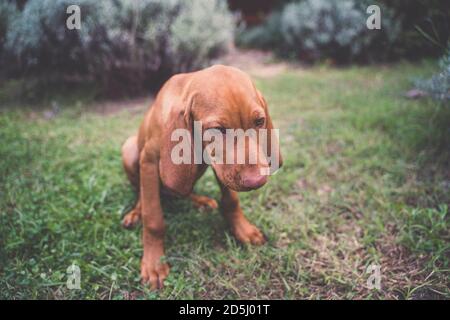 Portrait d'un jeune chiot hongrois Vizsla. Le chien est assis et regarde vers le bas. Banque D'Images