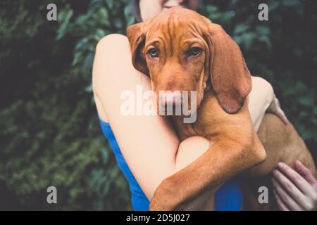 Un jeune chiot hongrois Vizsla entre les mains d'une fille. Une fille tenant un petit chien brun dans ses mains. Banque D'Images