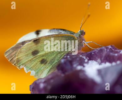 Chou blanc papillon (Pieris rapae) sur un grand spécimen de cristal d'Amethyst. Tir contre un magnifique fond jaune doré. Banque D'Images