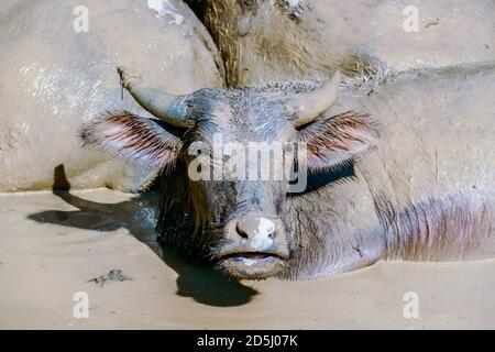 buffalo dans la boue, photo numérique comme un arrière-plan Banque D'Images