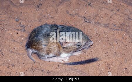 Jeune Ord's Kangaroo Rat (Dipodomys ordi) reposant dans le sable, région de Moab, Utah USA. De la transparence originale de Kodachrome. Banque D'Images