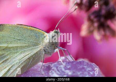 Chou blanc papillon (Pieris rapae) sur un grand cristal d'améthyste.UN Sempervivum succulent en fleur est également dans l'image.photo sur fond rose. Banque D'Images