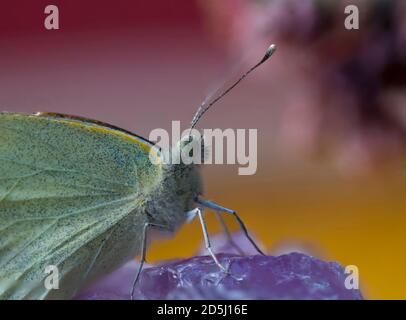 Chou blanc papillon (Pieris rapae) sur un grand cristal d'améthyste.UN Sempervivum succulent en fleur est également dans l'image.photo sur fond rose. Banque D'Images
