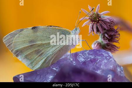 Chou blanc papillon (Pieris rapae) sur un grand spécimen de cristal d'Amethyst.UN Sempervivum ou Houseleek succulent en fleur est également dans l'image. Banque D'Images