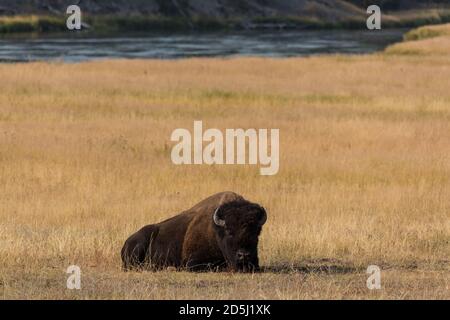 Un Bison américain, Bison bison, se trouve dans la vallée herbeuse de la rivière Madison, dans le parc national de Yellowstone. Banque D'Images