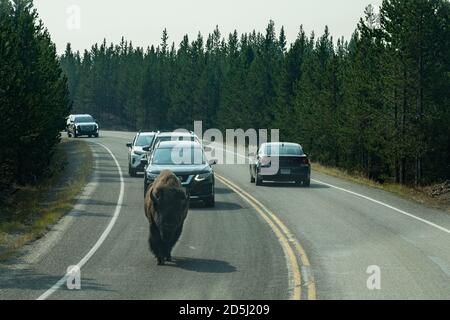 Un taureau américain de Bison marche dans la circulation sur une route dans le parc national de Yellowstone dans le Wyoming, États-Unis. Banque D'Images