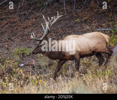 Un wapiti ou un wapiti de taureau dans le parc national de Yellowstone dans le Wyoming, États-Unis. Banque D'Images