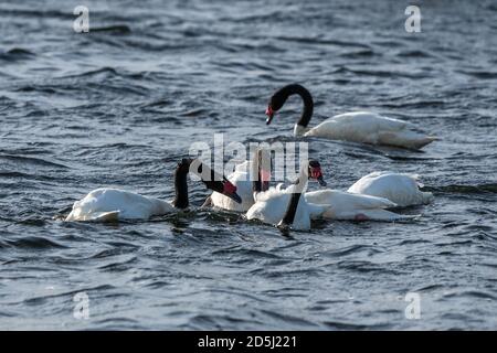 Le Cygnus melancoryphus, cygne à col noir, est la plus grande sauvagine indigène de l'Amérique du Sud. Photographié sur le Lago Argentino, dont une partie se trouve à Los Banque D'Images