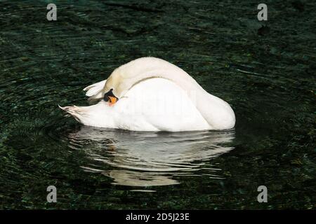 Le Mute Swan, Cynus olor, est l'une des plus grandes espèces d'oiseaux aquatiques. Ils sont originaires d'une grande partie de l'Europe et de l'Asie. Banque D'Images