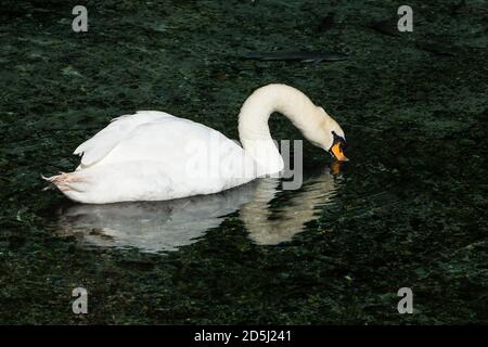 Le Mute Swan, Cynus olor, est l'une des plus grandes espèces d'oiseaux aquatiques. Ils sont originaires d'une grande partie de l'Europe et de l'Asie. Banque D'Images