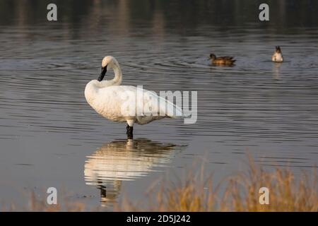 Un cygne trompettiste, Cygnus buccinator, au lac Swan, dans le parc national de Yellowstone, au Wyoming. Ce cygne est l'oiseau volant le plus lourd du monde. Banque D'Images