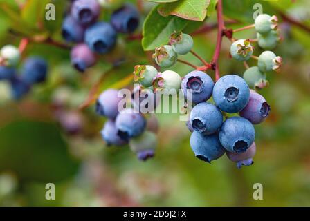 Brousse de myrtille bleue (Vaccinium corymbosum ) avec mûres Banque D'Images