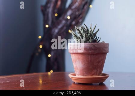 Une usine de Haworthia dans un pot en terre cuite , avec un fond bleu frais. Banque D'Images