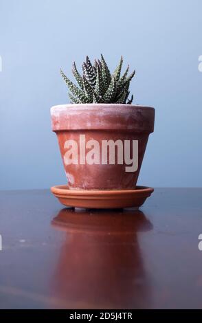 Une usine de Haworthia dans un pot en terre cuite , avec un fond bleu frais. Banque D'Images