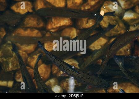 Aquarium avec poisson. La carpe à vendre dans le réservoir à poissons. Rochers et limon sur le fond. Banque D'Images