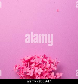 Fleurs d'hortensia roses sèches sur fond rose. Vue du dessus, espace copie Banque D'Images