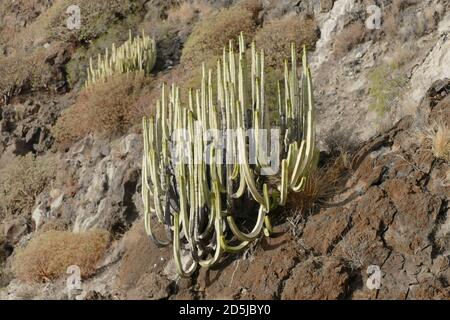 Photo Photo d'un cactus sur la montagne Banque D'Images