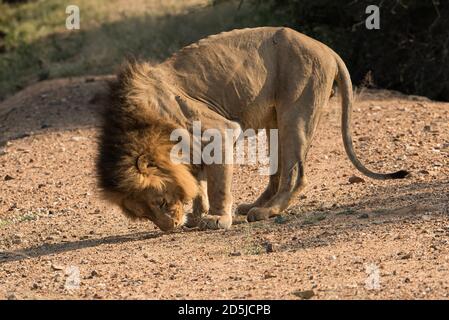 Un lion africain mâle arrache le terrain pour l'odeur de la lioness femelle dans l'oestrus dans la région sauvage de Kruger en Afrique du Sud. Banque D'Images