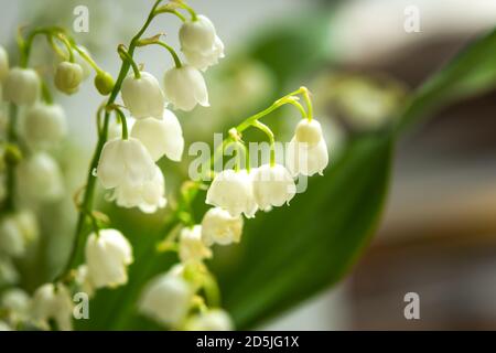 Nénuphars blancs de la vallée dans un bouquet de près - sur un fond flou. Arrangement de fleurs de printemps. Arrière-plan de printemps doux. Mai fleurs. Le layou Banque D'Images