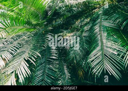 Plam vert naturel feuilles sur fond sombre / belles feuilles dans la forêt tropicale jungle végétale Banque D'Images