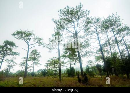 Beaux pins verts sur les montagnes en Thaïlande / nature arbre avec brouillard en hiver Banque D'Images