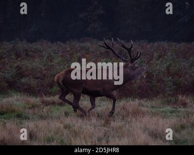 Grand cerf rouge Stag se posant dans le dense saumâtre et le bellisement pendant la rut annuelle à Bushy Park, Londres Banque D'Images