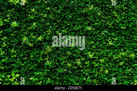 Gros plan sur les haies à feuilles persistantes. Petites feuilles vertes sur fond de texture de la paroi de haie. Mur de haies écologique à feuilles persistantes. Plante ornementale dans jardin d'arrière-cour. Banque D'Images