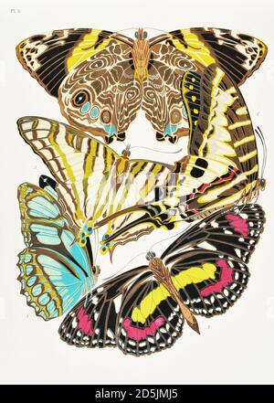 Papillons : vingt panneaux de phototype colorés au motif. PL V 1. Smyrna blomfildia (Mexique) 2. Papilio policènes (Guyane) 3. Cyrestis elegans (Mad Banque D'Images