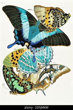 Papillons : vingt panneaux de phototype colorés au motif. PL XIII 1. Charax zingha (Congo) 3. Papilio blumei (Sulawesi) 3. Argynnis enfantenae (C. Banque D'Images