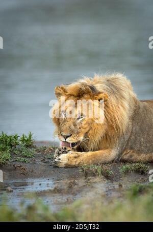 Portrait vertical d'un lion mâle avec une grande manie couchée Au bord de l'eau léchant sa patte à Ndutu En Tanzanie Banque D'Images