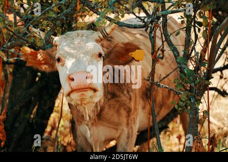 Vache avec étiquettes d'oreille. Un bovin de couleur beige se dresse au milieu des arbres et regarde directement la caméra. Animal corné curieux. Animaux de ferme domestiques. Banque D'Images