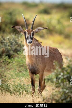 Portrait vertical d'une antilope femelle en forme de roan regardant l'appareil photo À Savuti au Botswana Banque D'Images