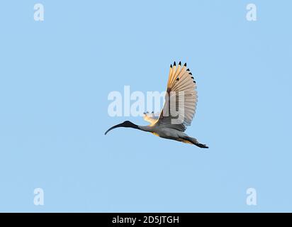 Ibis blanc australien (Threskiornis molucca) en vol avec bec ouvert, lagon des arbres penchée, Marrakech, territoire du Nord, territoire du Nord, territoire du Nord, Australie Banque D'Images