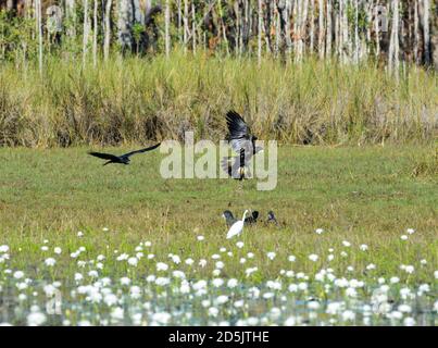 Des femelles de Cockatoo noir à queue rouge (Calyptorhynchus banksii) atterrissent dans des zones humides, lagon des arbres de Pise, Marrakech, territoire du Nord, territoire du Nord, territoire du Nord, territoire du Nord, Australie Banque D'Images