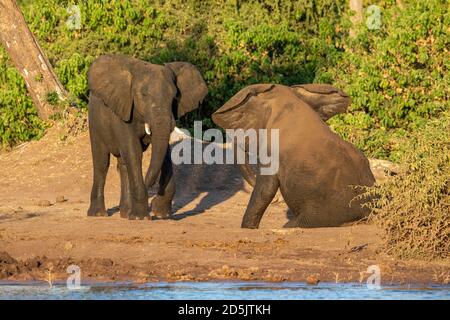 Twp jeunes éléphants taureaux jouent à la lutte au bord de Rivière Chobe en lumière du soleil dorée de l'après-midi au Botswana Banque D'Images