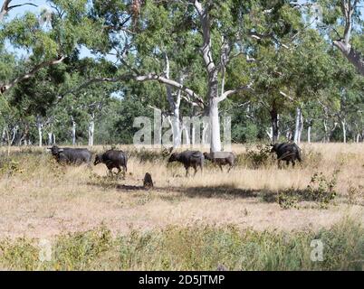 Un troupeau de buffles d'eau sauvages (Bubalus bubalis) qui se baladent dans la savane, le parc naturel de Lorella Springs, territoire du Nord, territoire du Nord, Australie Banque D'Images