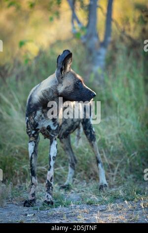 Portrait vertical d'un chien de chasse femelle dans la rivière Khwai Au Botswana Banque D'Images