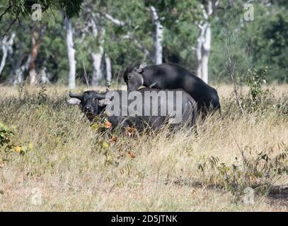 Deux buffles d'eau sauvages (Bubalus bubalis) se baladent dans la savane, Lorella Springs Wilderness Park, territoire du Nord, territoire du Nord, Australie Banque D'Images