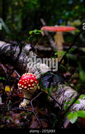 Plusieurs champignons rouges, ouverts et fermés avec des points blancs, amanita rouge, mouche agarique. Scène sombre sur un plancher de forêt humide avec un vieux tronc de bouleau et brun Banque D'Images