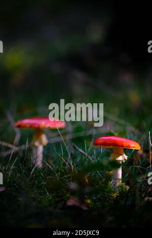 Plusieurs champignons rouges avec des points blancs dans un rayon de soleil, rouge amanita, mouche agarique. Scène sombre sur un sol forestier humide avec herbe et automne brun Banque D'Images