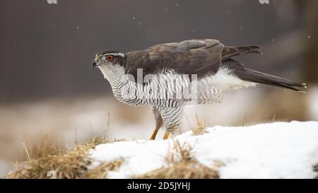 Majestueux perfaucon du Nord assis sur la neige en hiver. Banque D'Images