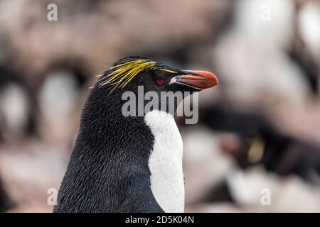 Manchot de macaroni; Eudyptes chrysolophus; traversé avec le sud de la Rockhopper; Falklands Banque D'Images