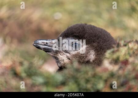 Manchot magellanique; Spheniscus magellanicus; Chick Peering hors de Burrow; Falklands Banque D'Images