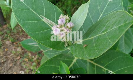 La plante de Madar, Calotropis gigantea est un grand arbuste de 4 m de haut. Il a des grappes de fleurs cireuses qui sont blanches ou de couleur lavande. Banque D'Images